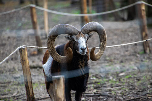 Horniest mouflon